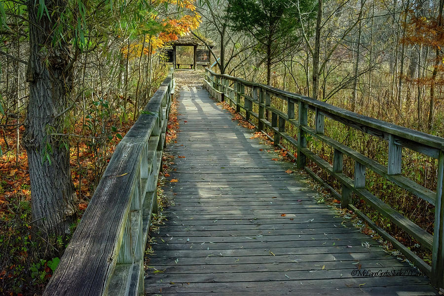 Mi Bridge To Nature Trail Photograph
