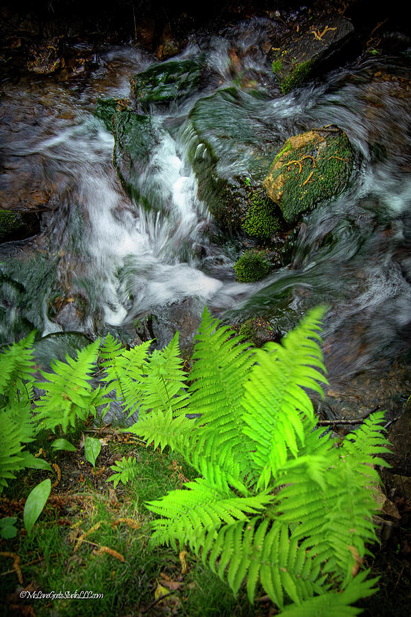 Mi Horseshoe Falls with ferns Photograph by LeeAnn McLaneGoetz McLaneGoetzStudioLLCcom