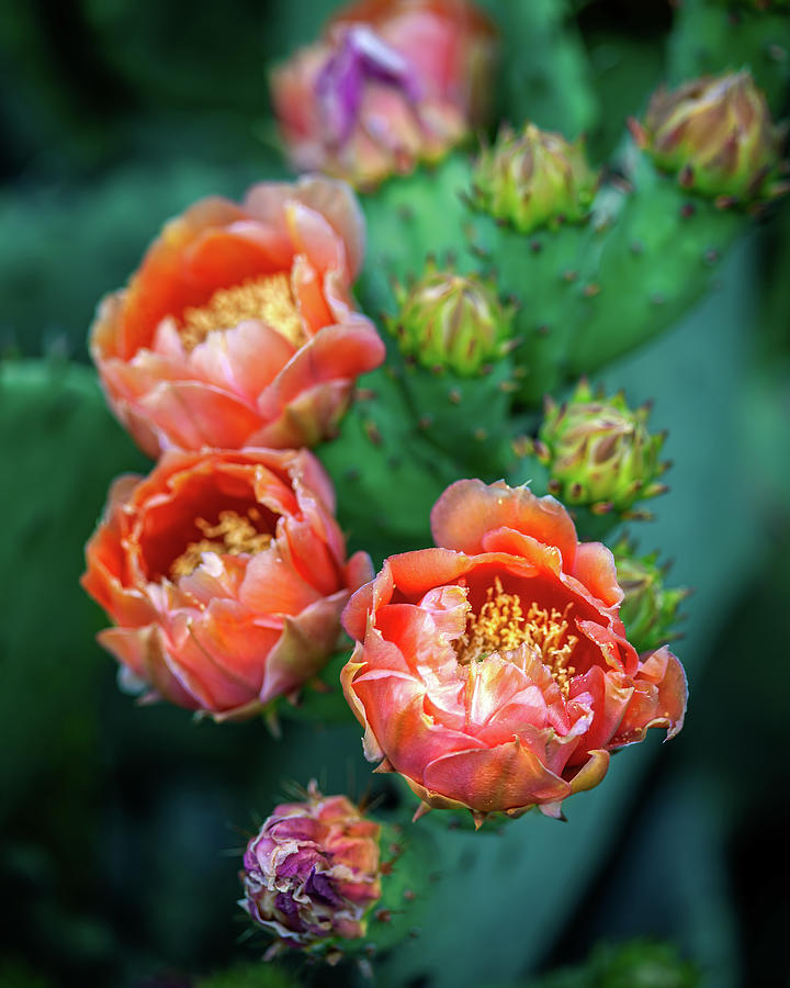 Mi Mexico Cactus Flowers 2  Photograph by Harriet Feagin