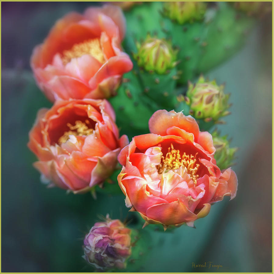 Mi Mexico Cactus Flowers  Photograph by Harriet Feagin