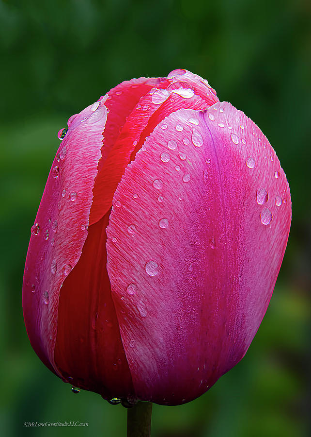 Mi Red Tulip Photograph by LeeAnn McLaneGoetz McLaneGoetzStudioLLCcom