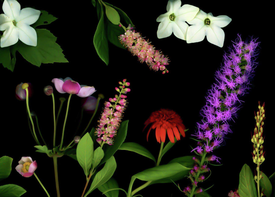 Mia Botanical Photograph Photograph by Maz Ghani