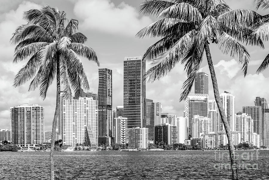 Miami Florida Skyline and Palm Trees Black and White Picture Photograph by Paul Velgos