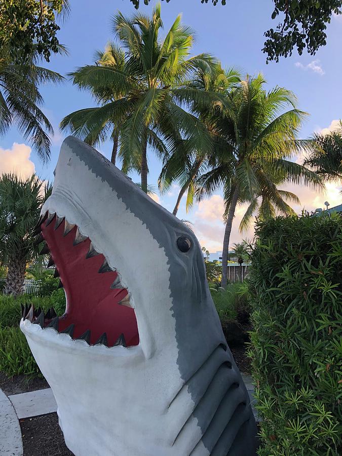 Miami Land Shark Photograph