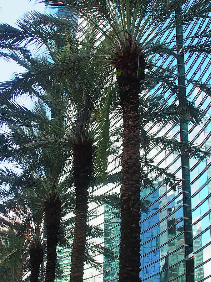Miami Palms and Buildings Photograph by Karen Zuk Rosenblatt