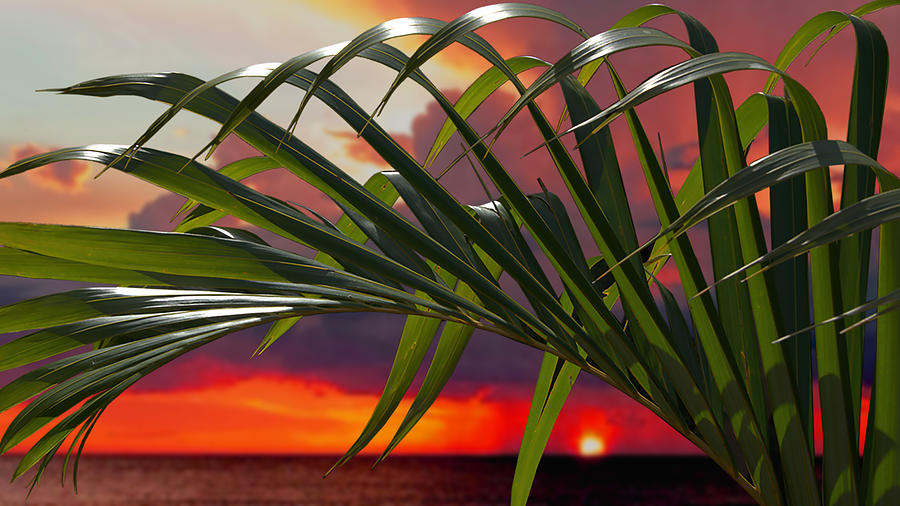 Miami Photograph - Miami sunset with palm by Jeff Burgess