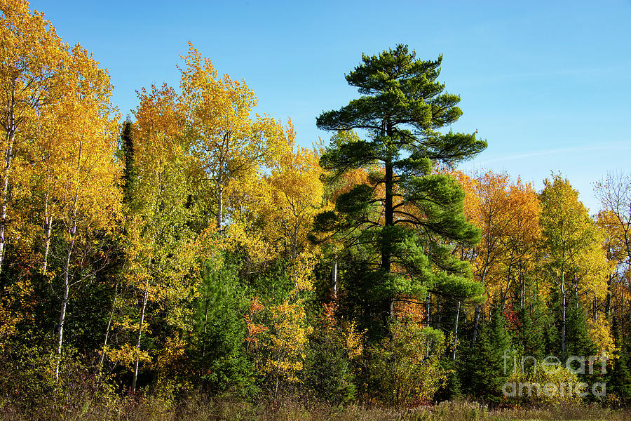 Michigan Autumn Colors Five Photograph by Bob Phillips