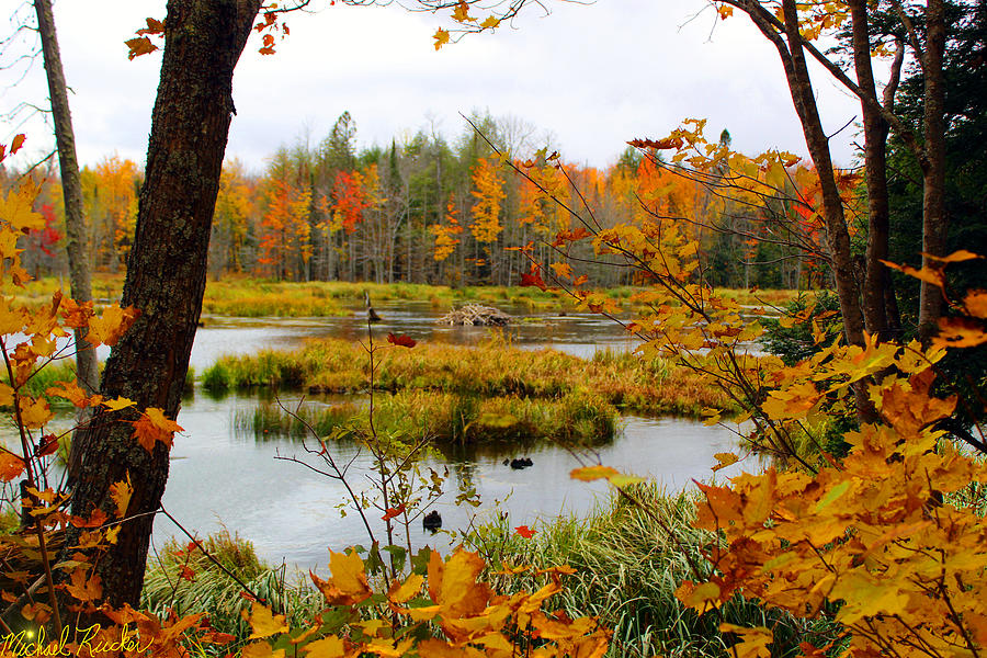 Beaver Dam Photograph by Michael Rucker | Fine Art America