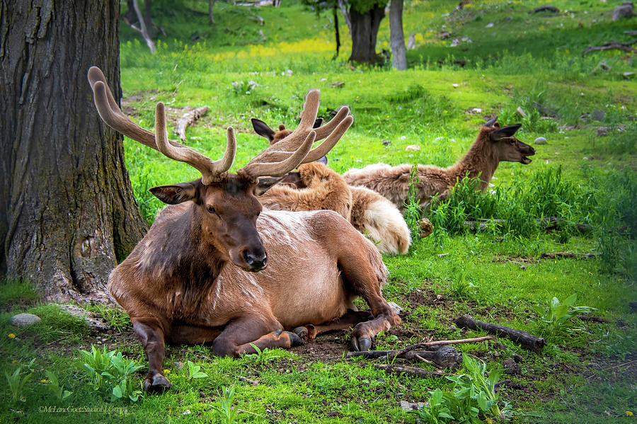 Michigan Big Elk Photograph