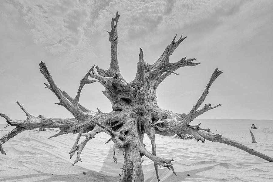 Michigan Dune Totem One SA10079-2 Photograph by Mark Graf