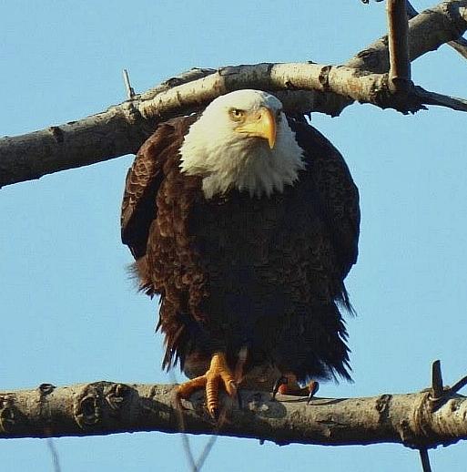 Michigan Eagle Eyes Photograph by Judy Stepanian
