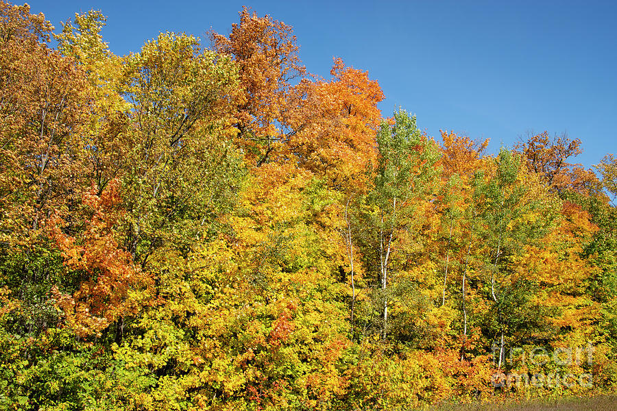Michigan Fall Colors Five Photograph by Bob Phillips