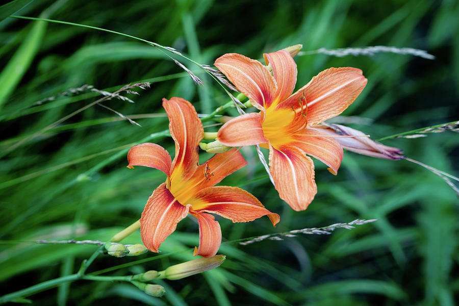Michigan Lilies Photograph by Rich S