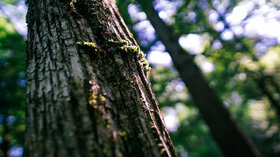 Michigan mossy oak Photograph by Alexander Falk