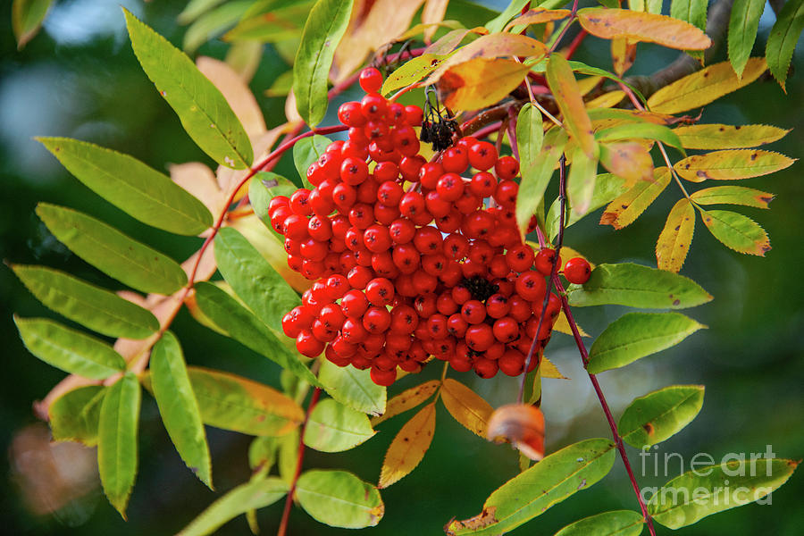 Michigan Mountain Ash Berries Two Photograph by Bob Phillips