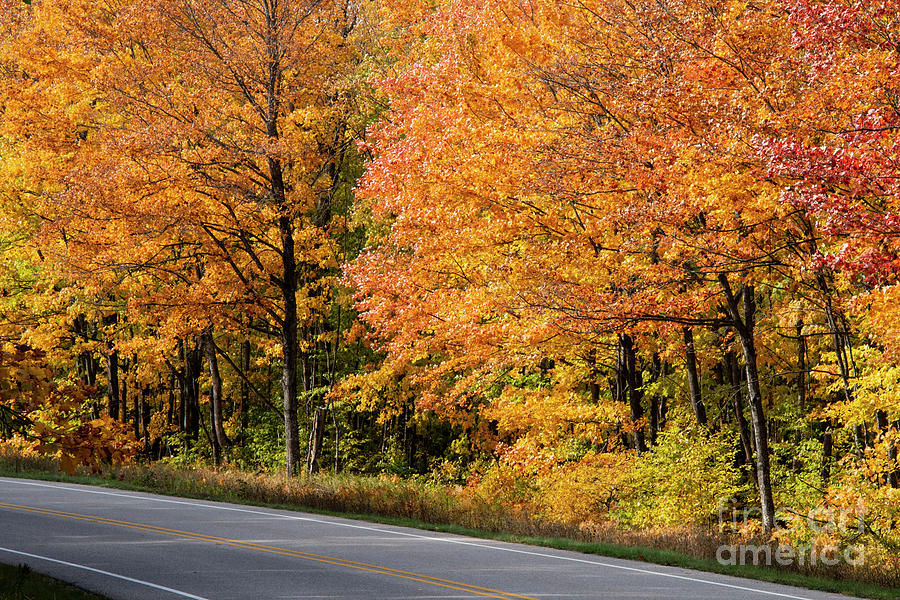 Michigan Roadside Color One Photograph by Bob Phillips