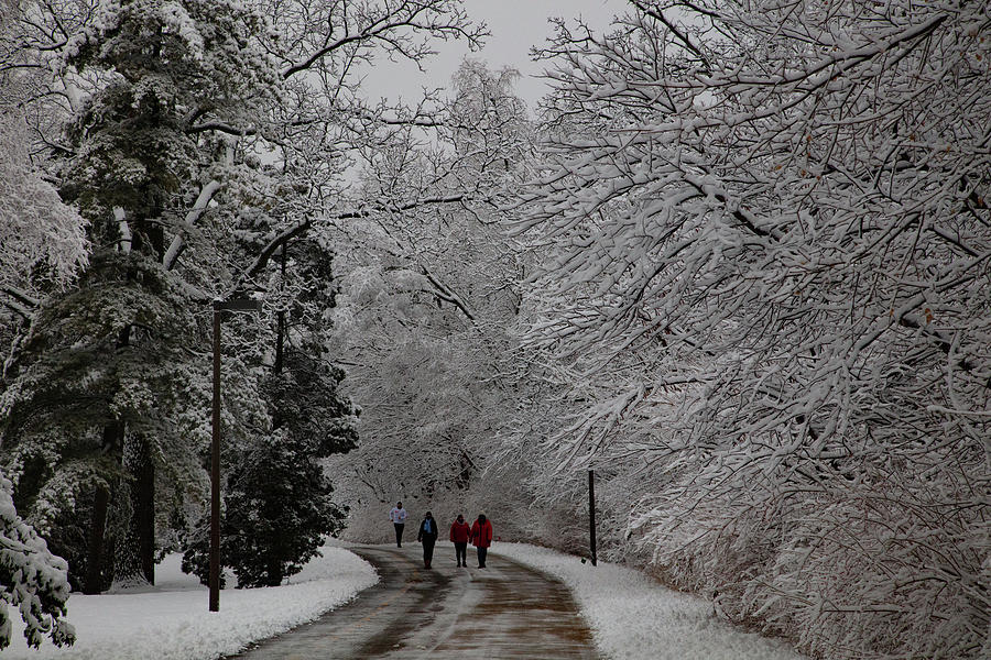 Michigan State University Campus Walk in the Fresh Snow Photograph by Eldon McGraw