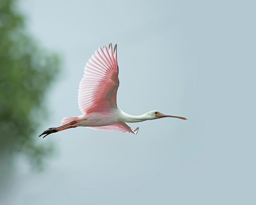 Michigans First Roseate Spoonbill Photograph by Jim Zablotny