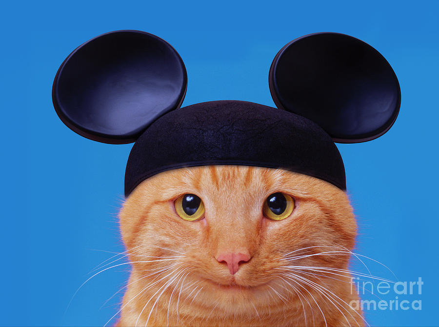 Cat Photograph - Mickey Cat by John Lund