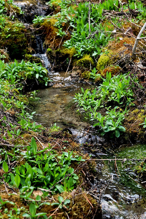 Micro Ecosystem Photograph by Ashley Polet - Fine Art America