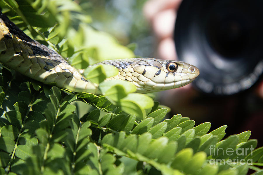 Micro Snake Photograph By Nora Arnesen Fine Art America