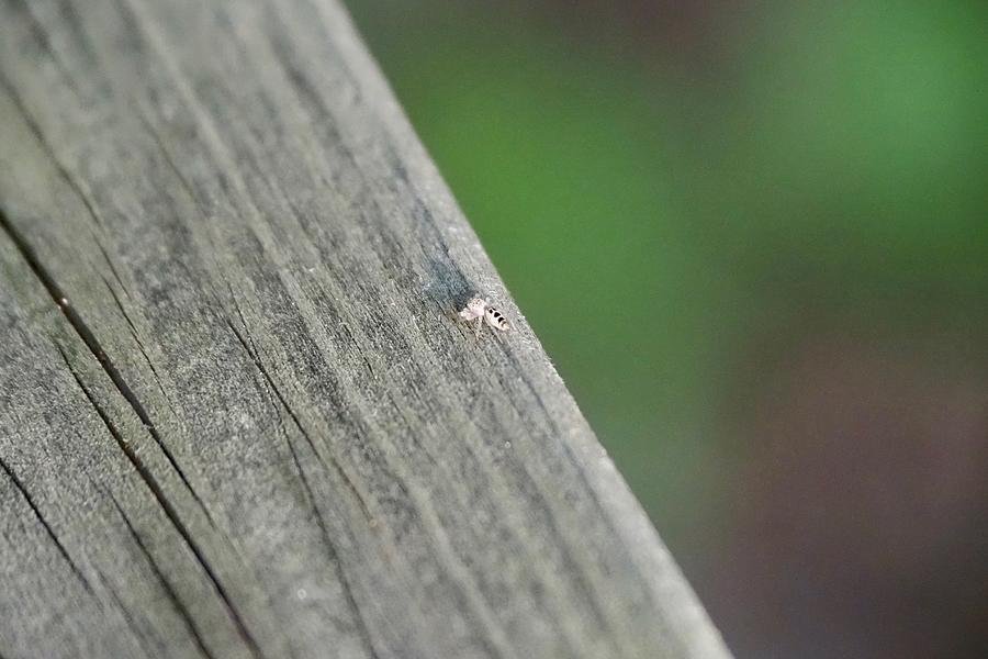 Micro Spider Photograph by Jenna Wenzinger - Fine Art America