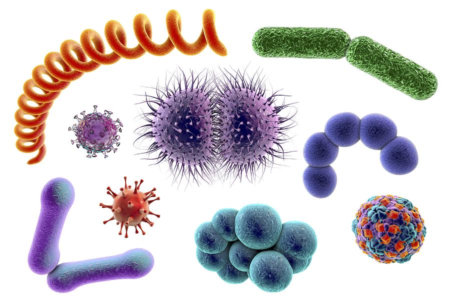 Microbes, illustration Drawing by Kateryna Kon/science Photo Library