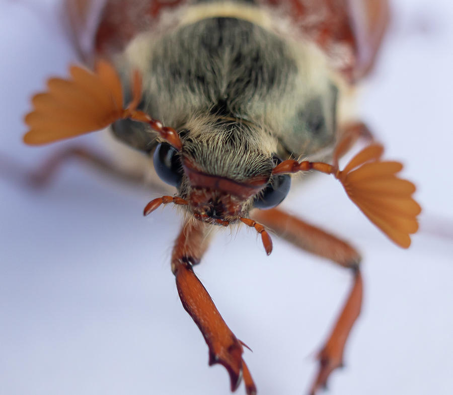 Microcosmic Majesty A Close Encounter with a Bugs Head Photograph by Gregg Ott