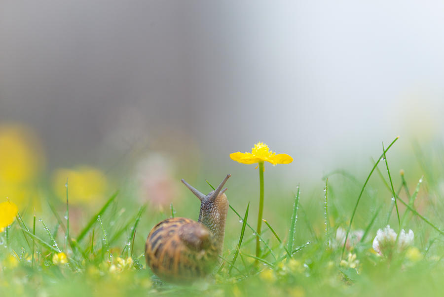 Microcosmos, macrophotography of snail and flowers Photograph by MathieuRivrin