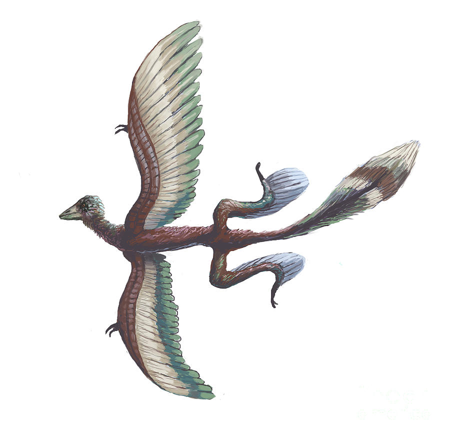 Prehistoric Photograph - Microraptor by Spencer Sutton