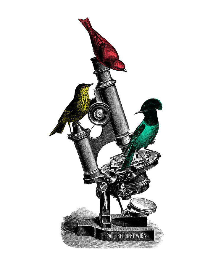 Bird Digital Art - Microscopic Birds by Madame Memento