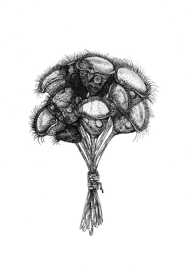 Microscopic Bouquet Drawing by Katelyn Solbakk Microscopic Bouquet Drawing by Katelyn Solbakk