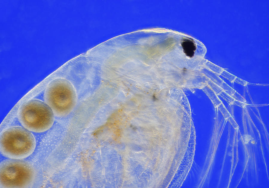 Microscopic view of freshwater water flea (Daphnia magna) Photograph by Buccaneership