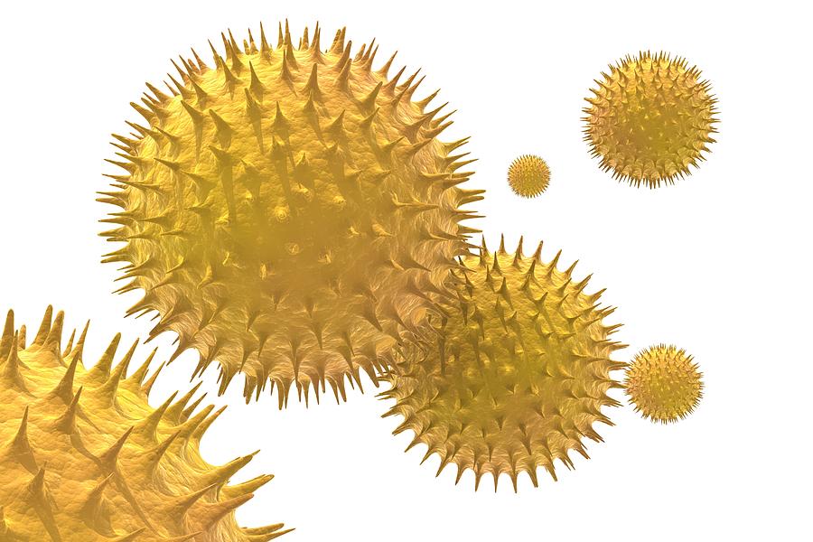 Microscopic view of pollen spores Photograph by ZargonDesign