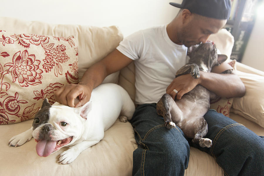 Mid adult man sitting with two french bulldogs Photograph by Steven C. De La Cruz