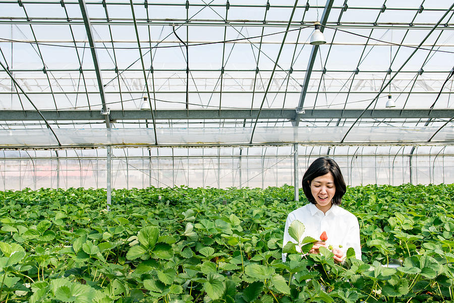 Mid adult woman farmer picking strawberries in a greenhouse Photograph by Tdub303