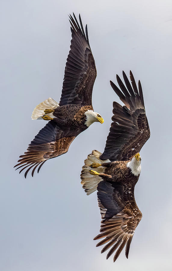 Mid Air Disagreement Photograph by Brian Shoemaker