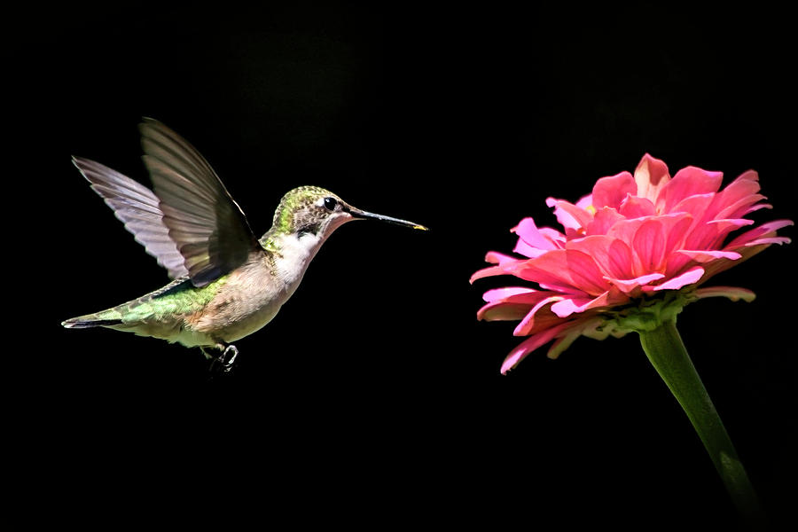 Mid Air Hummingbird Photograph by Christina Rollo