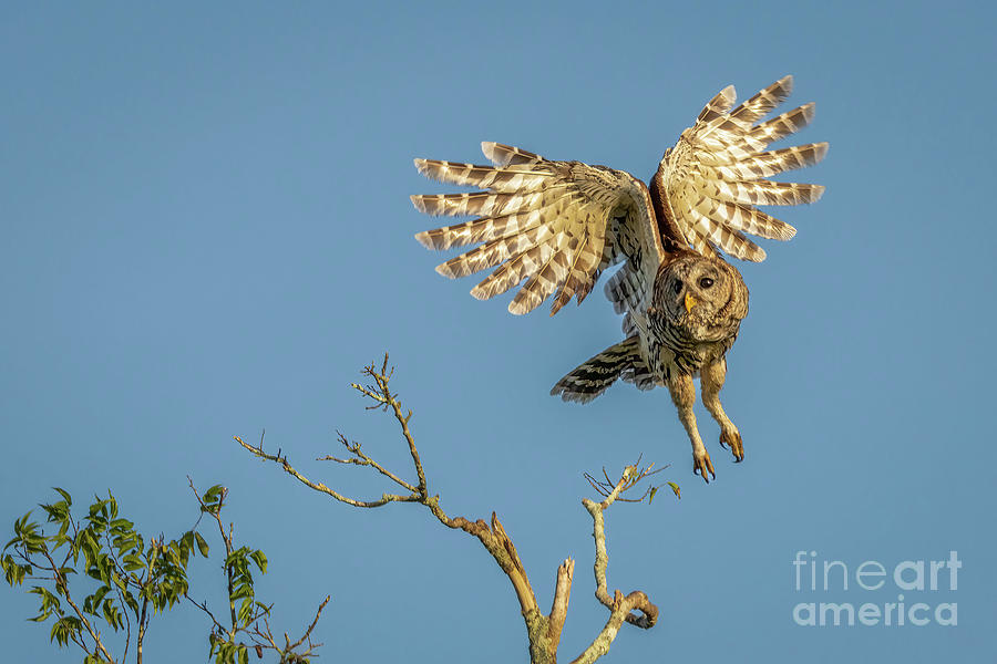 Mid Air Owl Photograph by Tom Claud