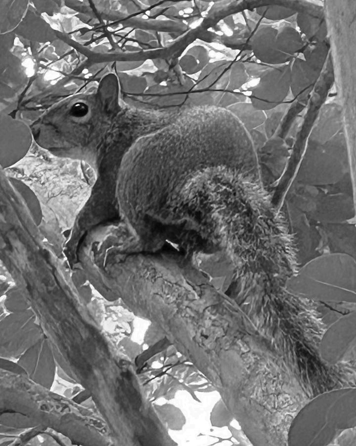Mid-Climb Pose BW Photograph by Lee Darnell