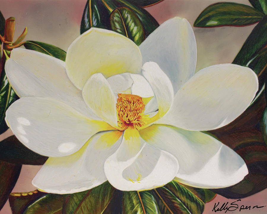 Mid-day Magnolia Drawing by Kelly Speros