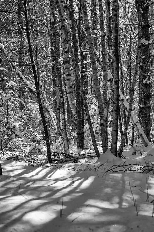 Mid Day Sun And Shadow Photograph by Sue Capuano Mid Day Sun And Shadow Photograph by Sue Capuano