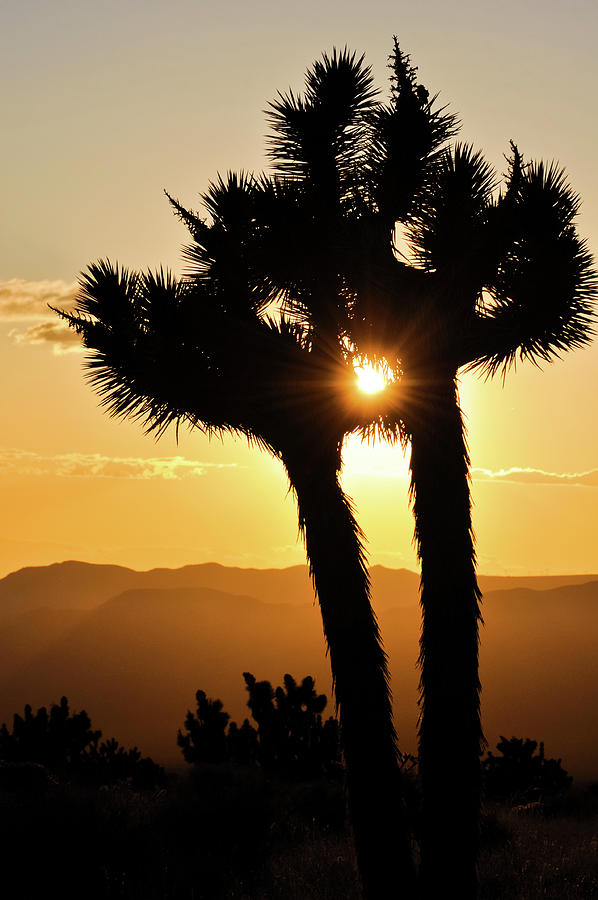 Mid Hills Mojave Sunset Portrait Photograph by Kyle Hanson