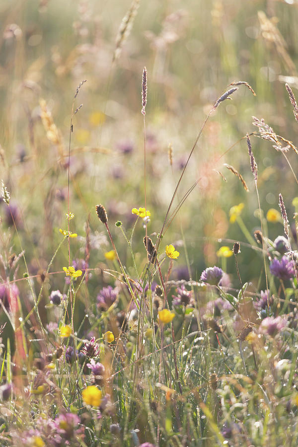 Mid summer meadow Photograph by Anita Nicholson