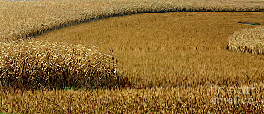 Mid West Corn Fields USA Photograph by Chuck Kuhn