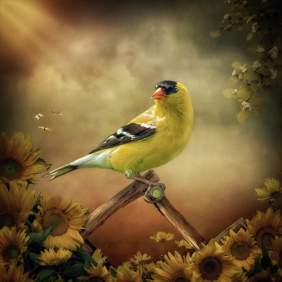 Midday Goldfinch Digital Art by Maggy Pease