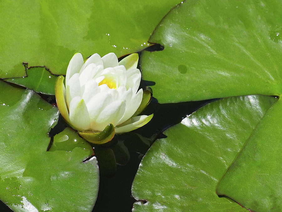 Midday Water Lily Photograph by Ginger Repke