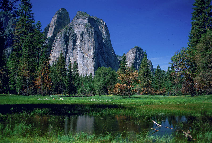 Middle Cathedral Meadow,Yosemite National Park Photograph by Bonnie Colgan