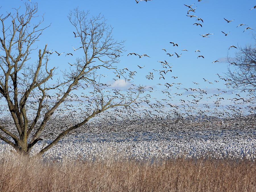 Middle Creek Snow Geese Photograph by Living Color Photography Lorraine