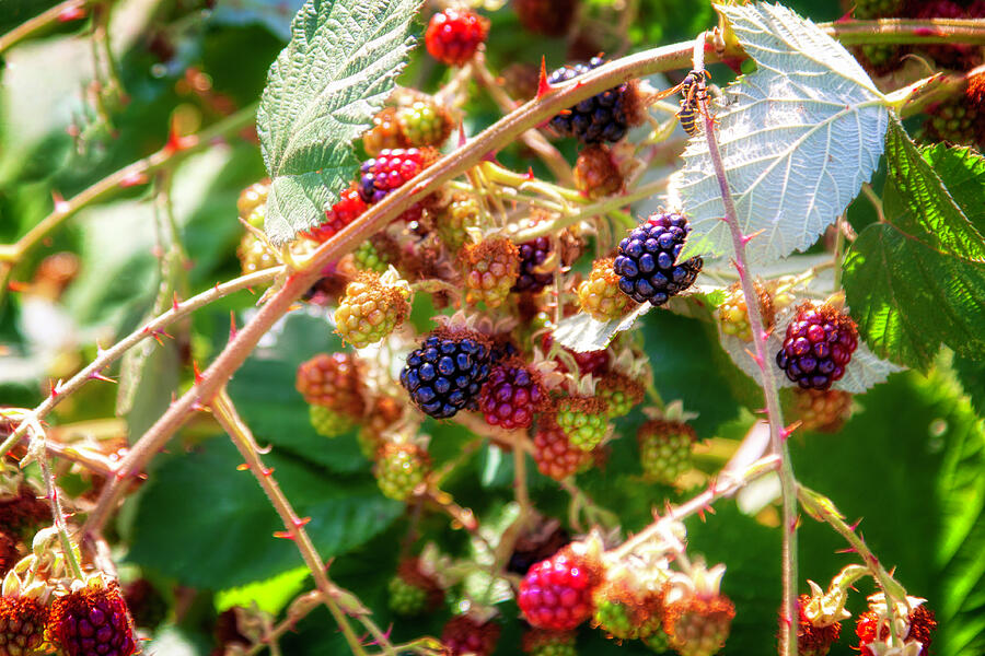 Middle summer luscious wild berries Photograph by Tatiana Travelways